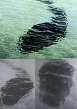 10 MYSTERIOUS PHOTOS AROUND THE WORLD THAT CANNOT BE EXPLAINED The Hook Island Sea Monster