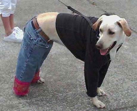image: Cool-Dog-Outfit