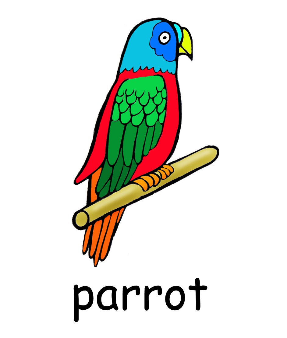 Как будет попугай на английском