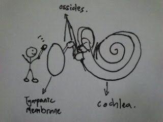 The ear diagram