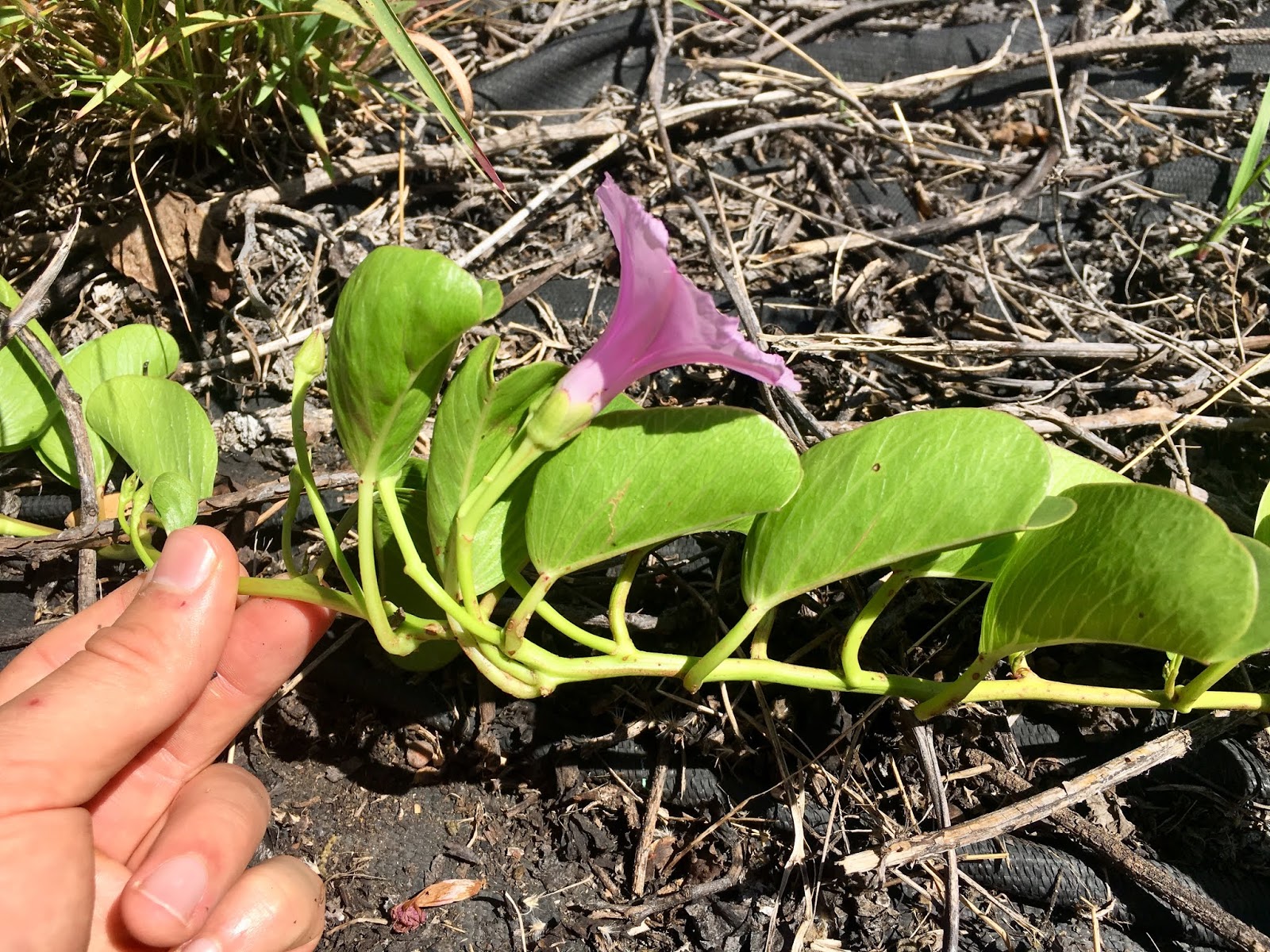 Ipomoea pescaprae spp. brasiliensis (Beach Morning Glory)