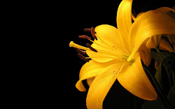 yellow flower background flowers floral desktop backgrounds wallpapers golden barnett elva bright plants