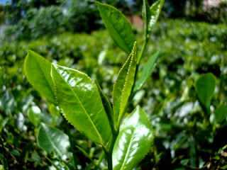 Bột trà xanh tại Ninh Bình
