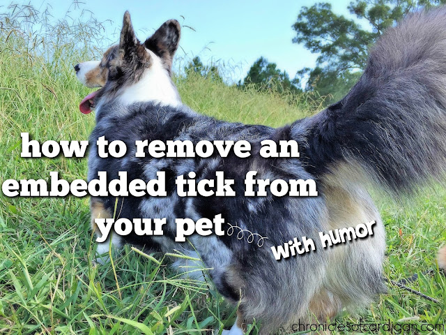 Corgi in grass with caption: How to Remove an Embedded Tick From Your Pet - with humor