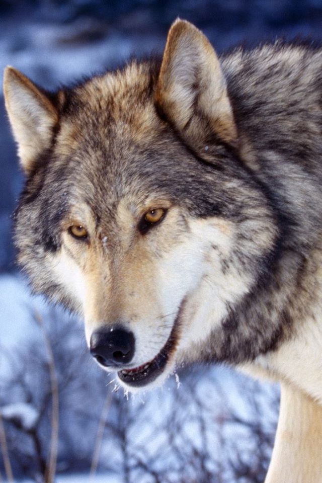 HD Wolf in Snow Wallpapers for iPhone 4
