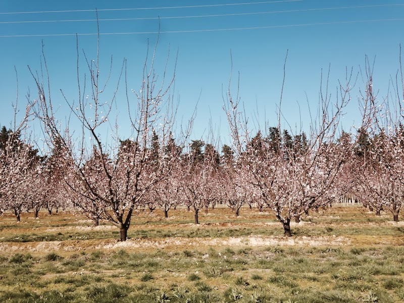almendros en flor