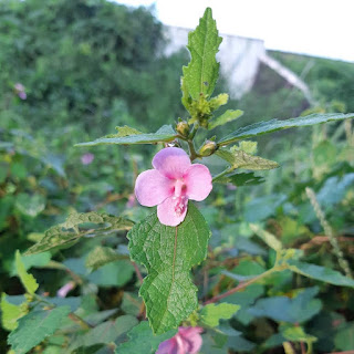 Manfaat Tanaman Pulutan Bagi Kesehatan Dan Cara Mengunakannya atau ada juga yang menyebutnya tanaman pulut dan pungpurutan bagi orang sunda Manfaat Tanaman Pulutan Bagi Kesehatan Dan Cara Mengunakannya