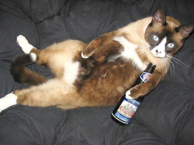 Cats Getting Drunk Maret 2014 - Lowongan Kerja 2014