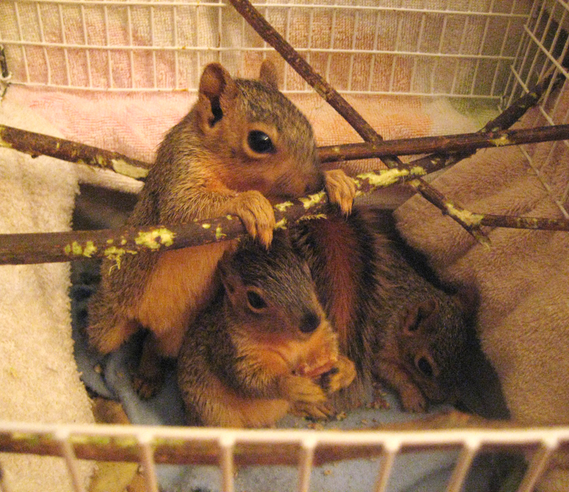 Squirrels Of Wisdom September 2016 Then Her Dad Looked Under The Hood And Discovered Litter Of Baby Squirrels Nestled Behind Left Headlight Campus Police Called Me To Come Get