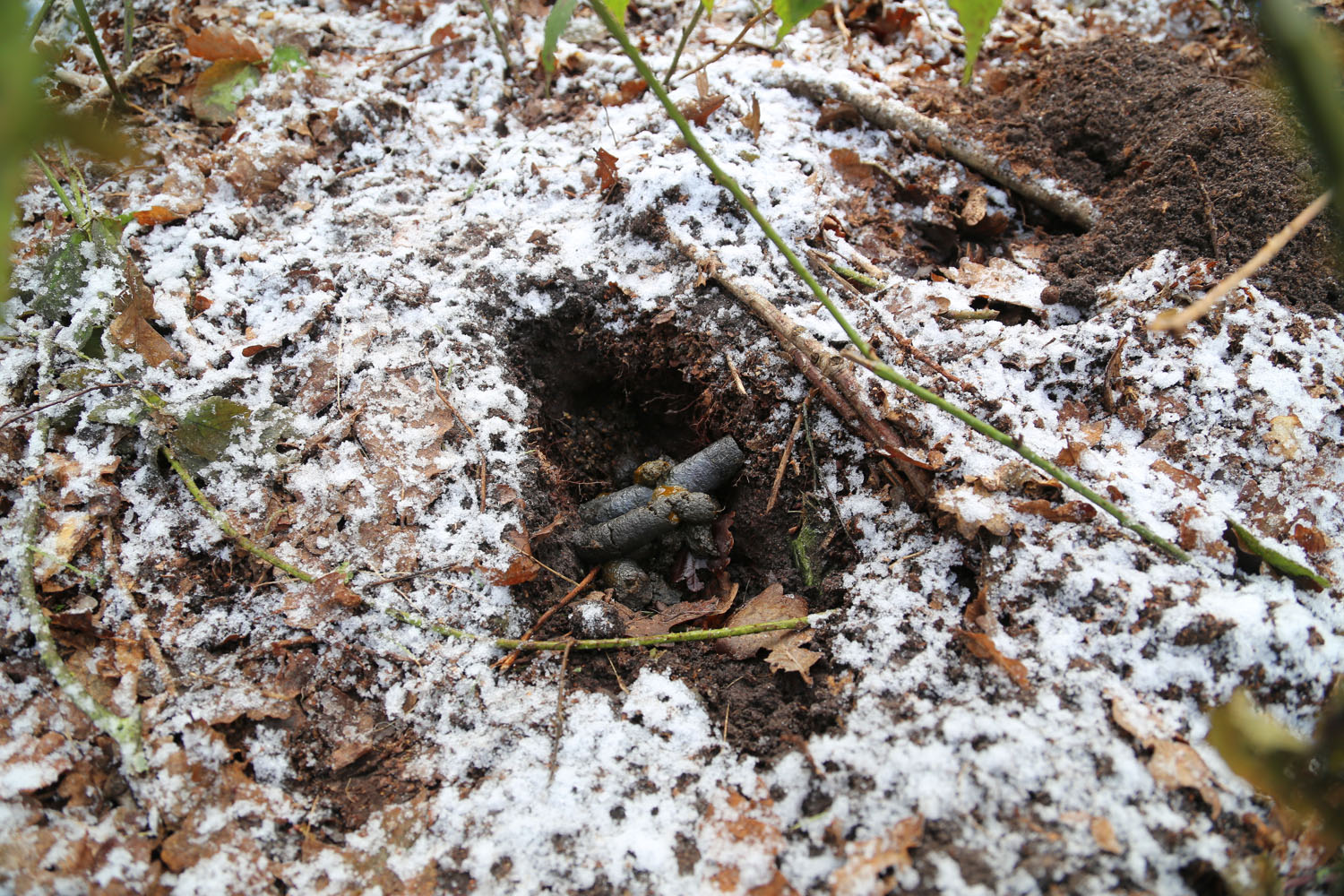 The Secret Life of Badgers