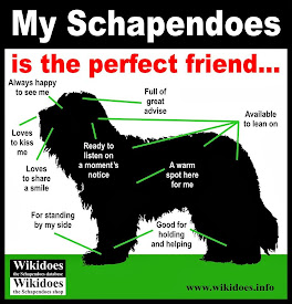 What does the schapendoes like?