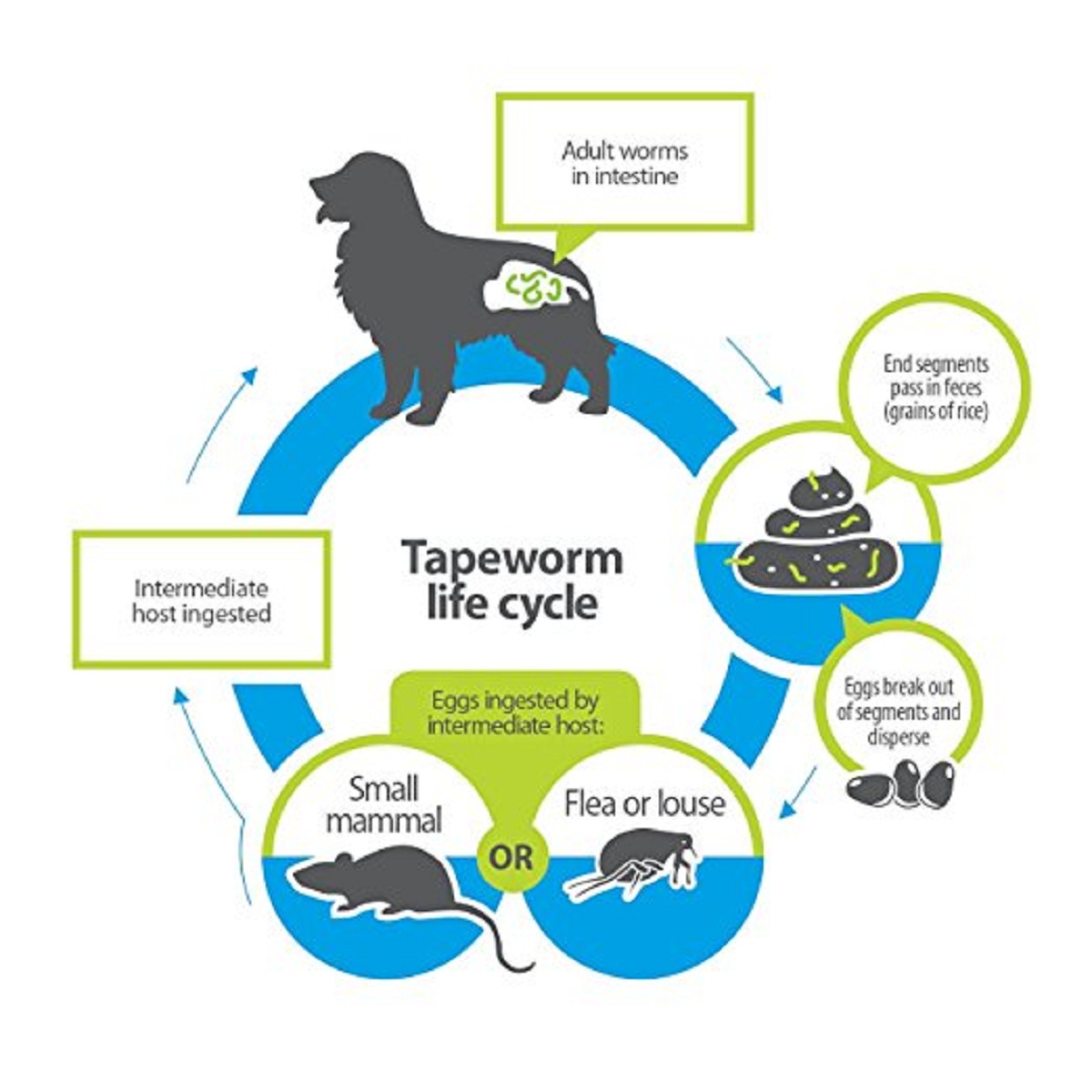 How Do Pets Get Tapeworms Doglopedix