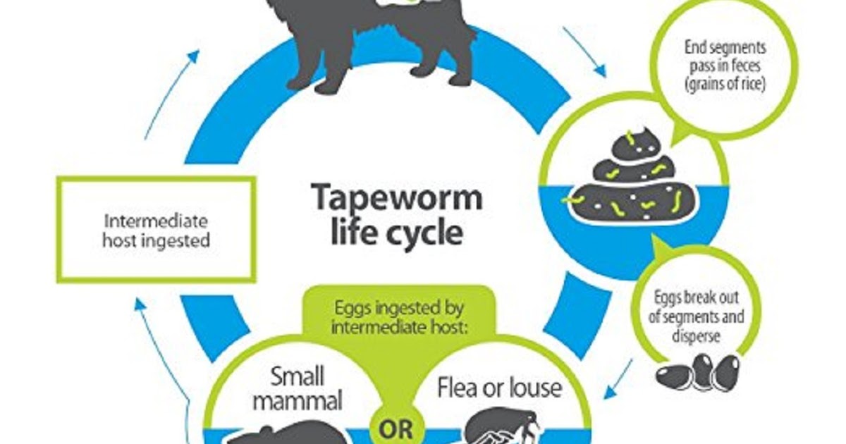 How Do Pets Get Tapeworms Doglopedix