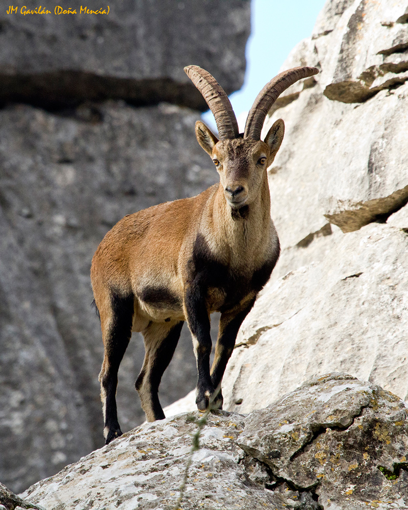 Fotografía de Naturaleza - JM Gavilán: Cabra montés (Capra pyrenaica)