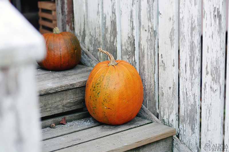 Halloween pumpkin, photo by Alicia Sivertsson.
