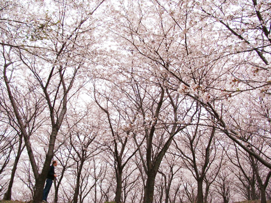 cherry blossoms Busan South Korea