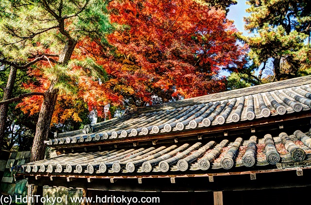 a tiled roof and red leaves of Japanese maple.