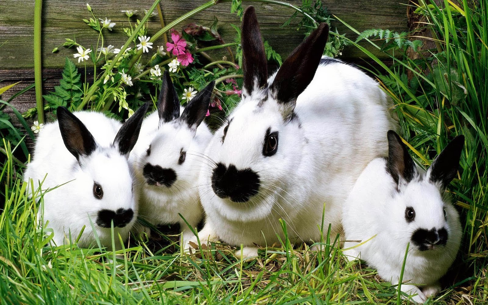 Desktop HD Wallpapers Free Downloads Beautiful Baby Rabbits Wallpapers