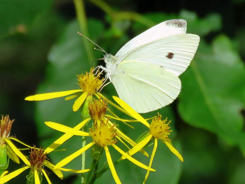 Bielinek bliźniak (Pieris mannii)