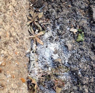 La Nada. Diario de un Observador Herbicidas en la calle para matar hierbas. Estos venenos producen daños en la salud contaminando la tierra y el agua. A pesar de que quitar esas hierbas con la mano lleva solo unos minutos, se ha creado la cultura del consumo de los herbicidas. El sufijo -cida viene del griego -cidium que significa matar. Podríamos decir que la cultura de los herbicidas es la "cultura de la muerte".