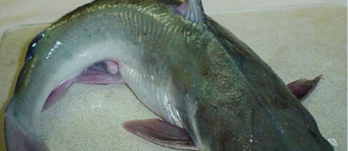 Racikan Terbaik Umpan Mancing Ikan Patin di Danau yang Paling Manjur