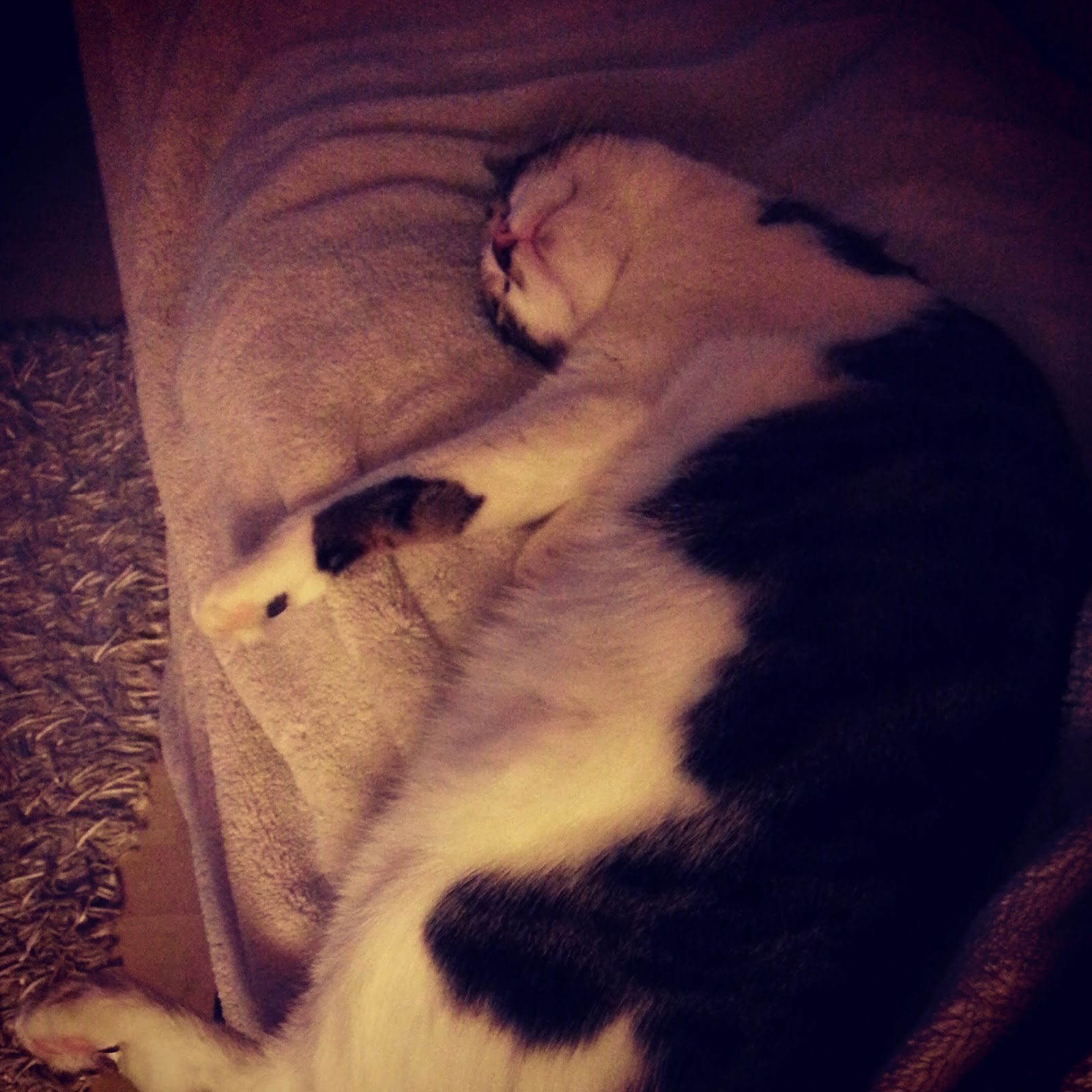 Kızlı Erkekli Kedili Ocak 2015