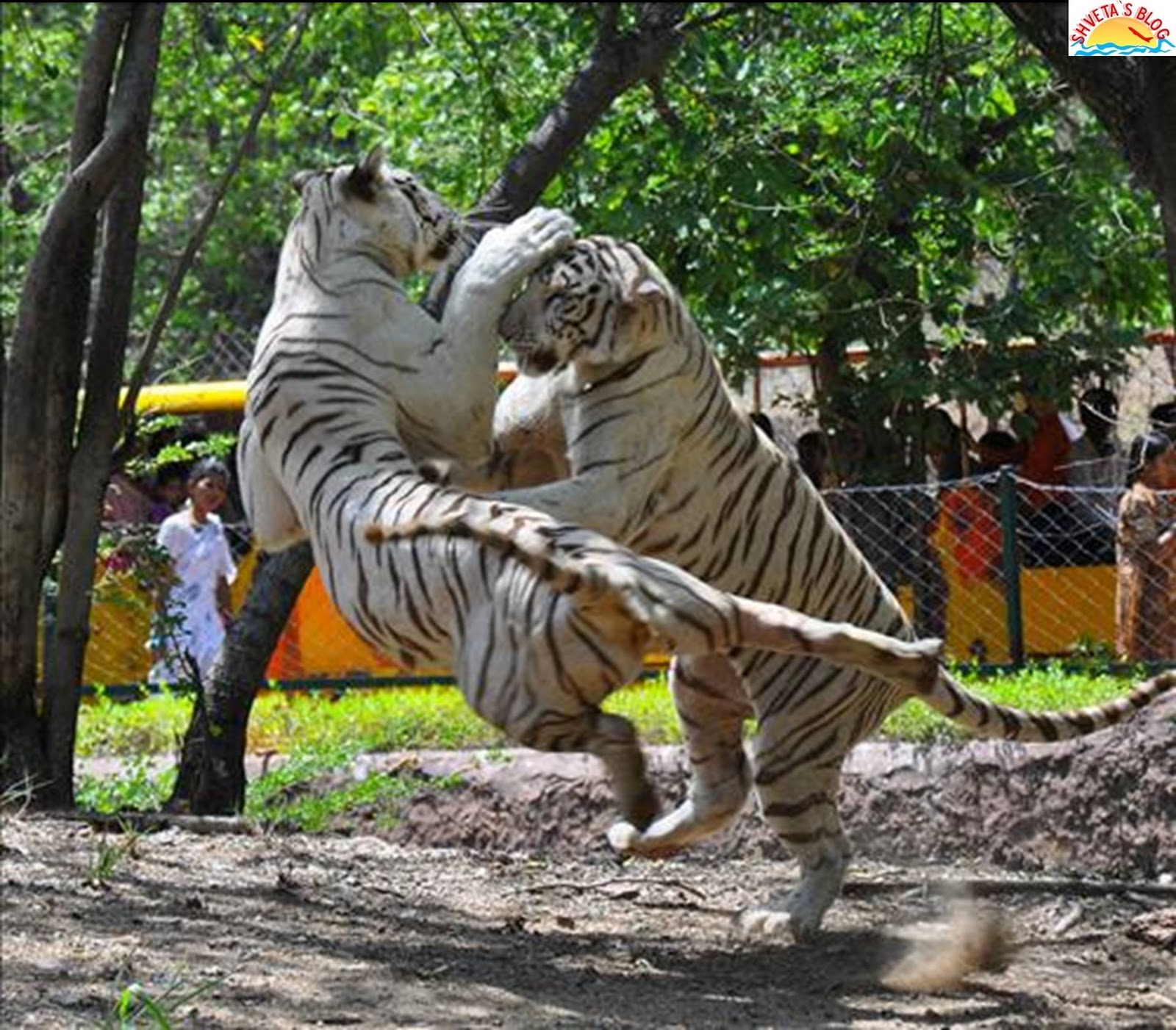 essay on nehru zoological park