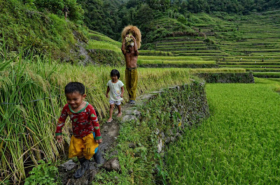 Ifugao Father Carrying Rice Stalk Harvest with son and daughter