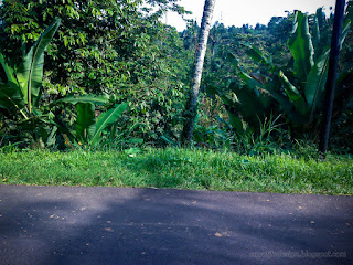 Green View Plants And Trees Alongside The Village Road At Tabanan, Bali, Indonesia