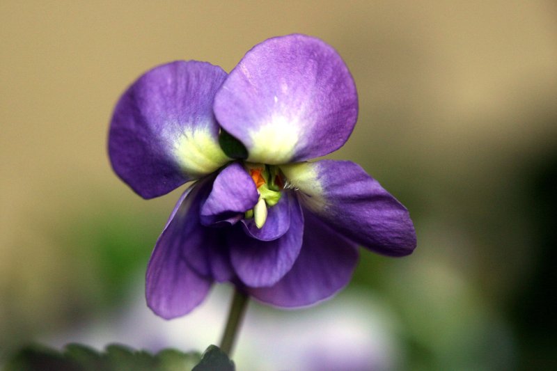 SCAH BloG Les secrets de Toulouse La violette en fête