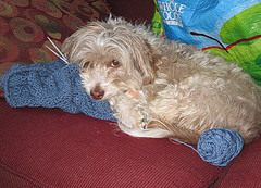 Random Musings of a Denver Dog