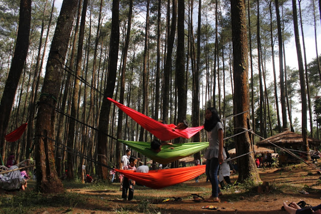 wisata hutan pinus cikole lembang pal 16