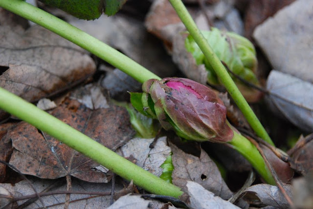 Hellebores orientalis bud hiding in the leaf litter 