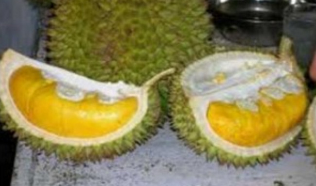 Pengetahuan Umum 9 JENIS DURIAN POPULER DI INDONESIA Pengetahuan Umum 9 JENIS DURIAN POPULER DI INDONESIA
