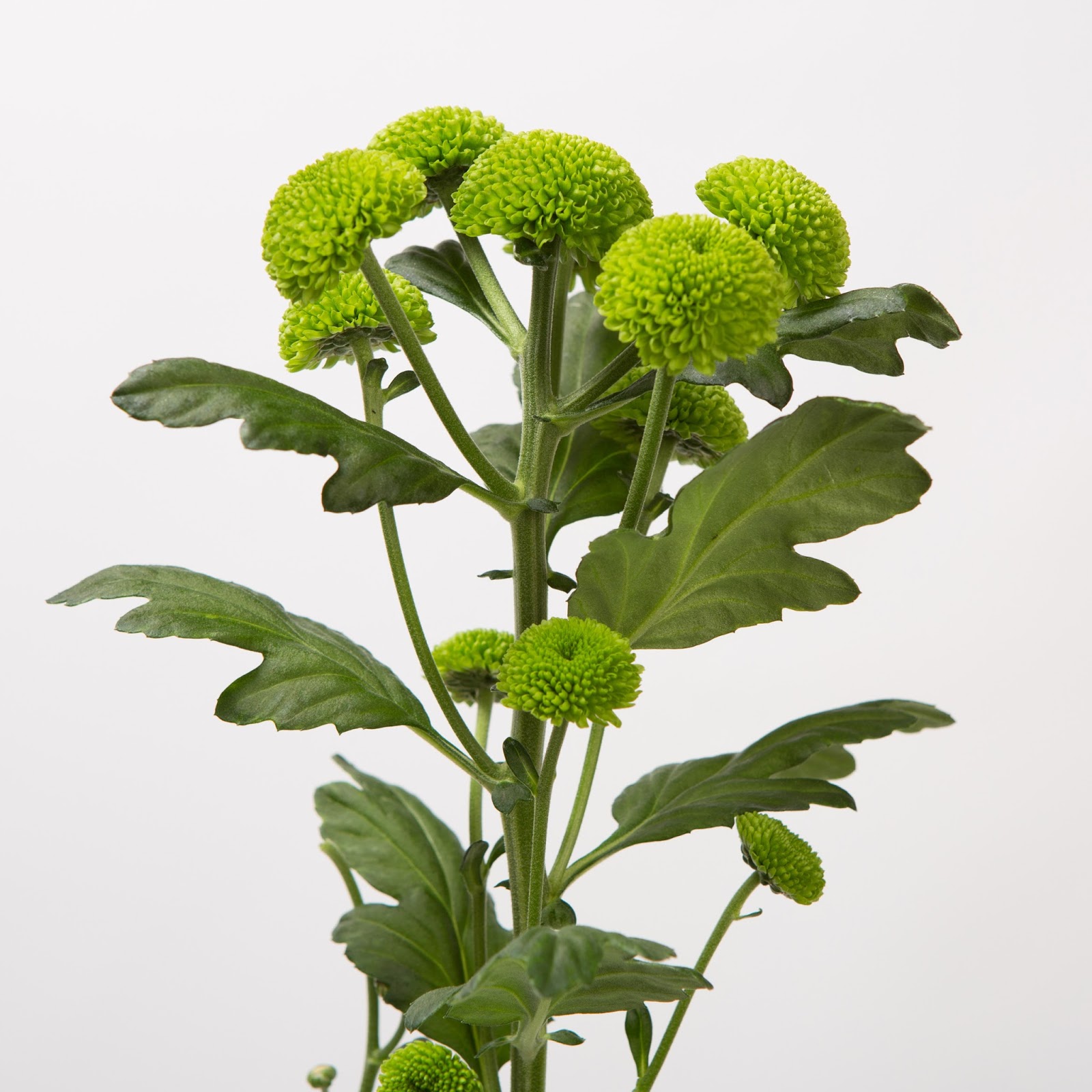 Всё о бегониях и не только... Chrysanthemum 'Code Green' и другие