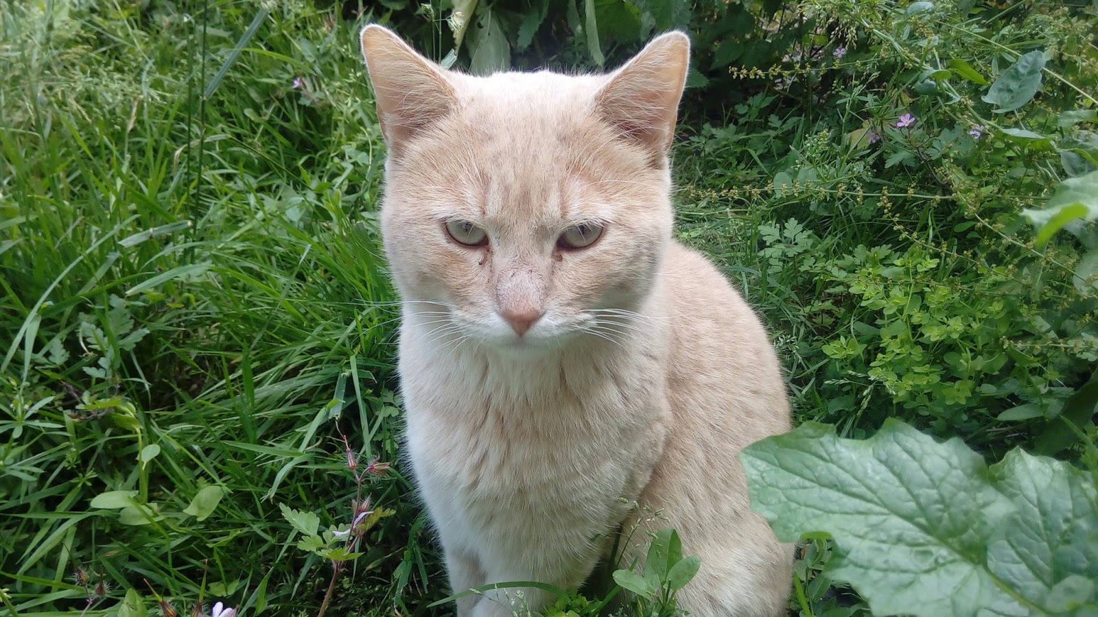 Chat Seul Appartement Chat Seul Appartement