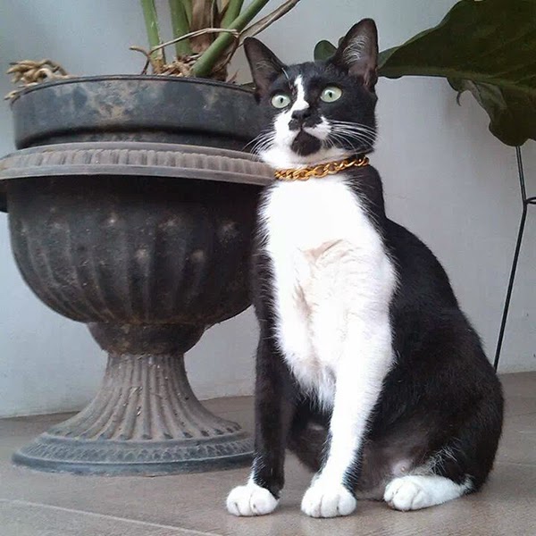 Ngintip Gambar Kucing Persia Lucu Dan Imut 81021+ Nama