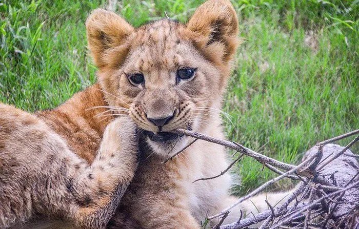 This Adorable Lion Is The Model For Baby Simba In The Live-Action Lion King