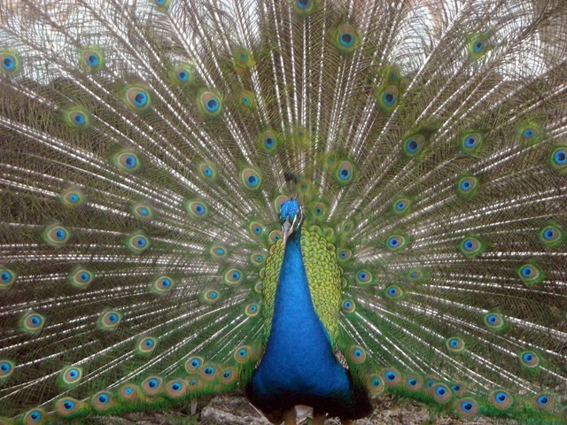 Pavo Real con Hojas Secas