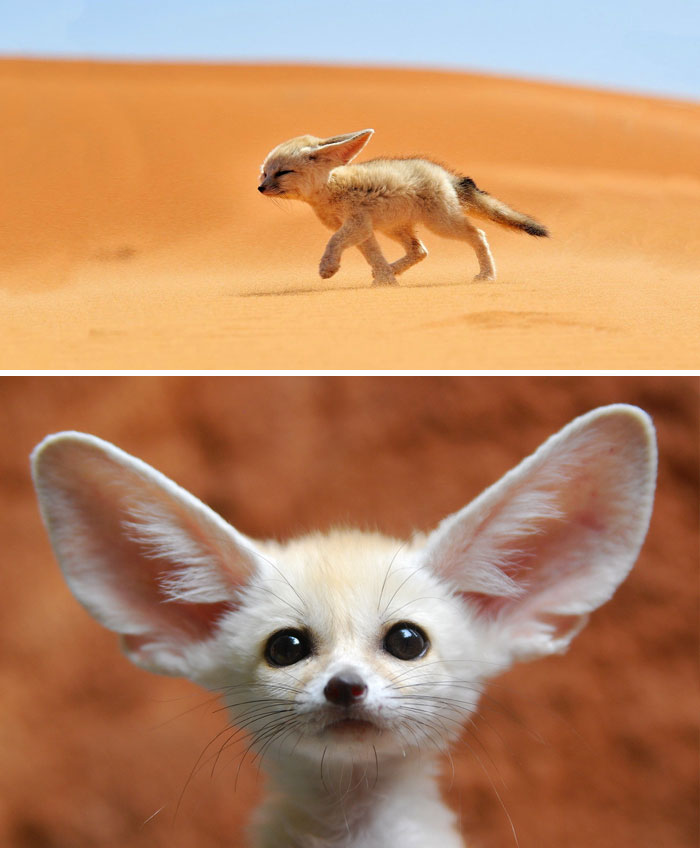 #1 Baby Fennec Fox - 10 Rare Animal Babies You’ve Probably Never Seen Before #1 Baby Fennec Fox - 10 Rare Animal Babies You’ve Probably Never Seen Before