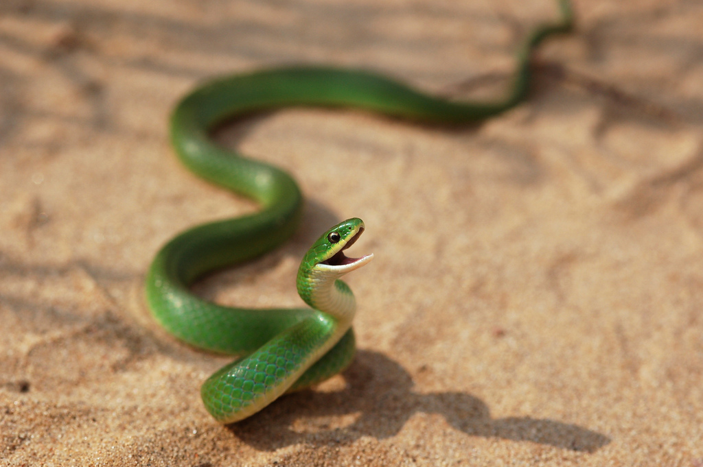 Life is short, but snakes are long: What the Provincial Snakes of