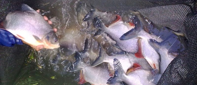 Budidaya Ikan Bawal Hemat Biaya Hasil Melimpah