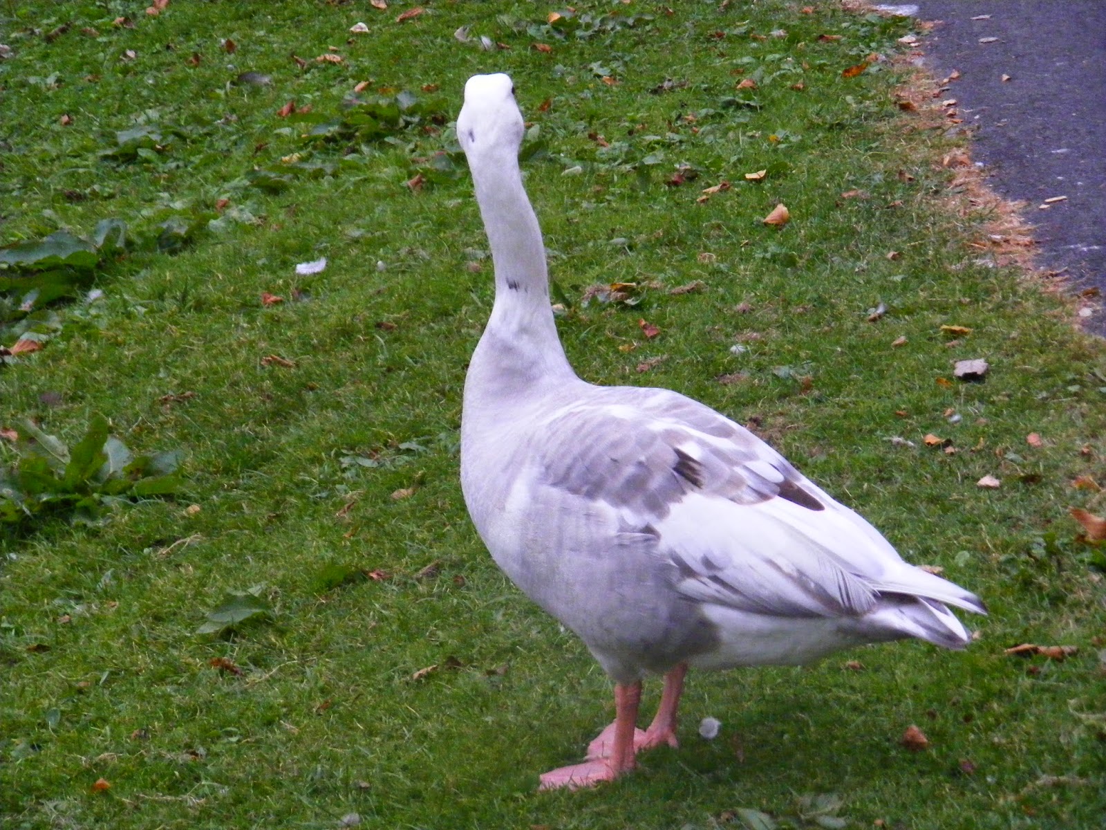 Bird Hybrids: domestic Greylag Goose x Canada Goose
