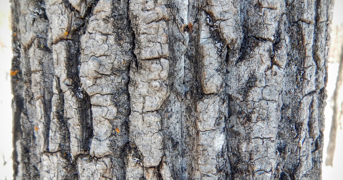 Field Notes: Balsam Poplar Bark