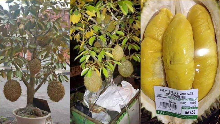  Durian Batang Mas Dalam Pasu dan Harga Durian Musang King