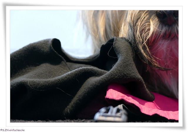 [Hundeblog] Einfach Socke Wieviel Kleidung braucht ein Tibet Terrier?