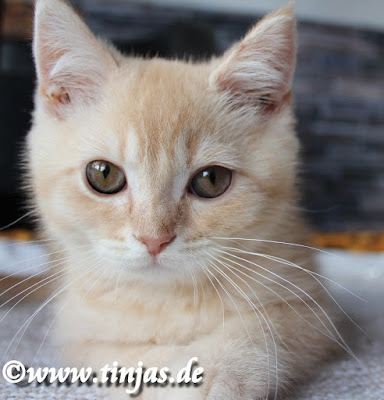 Britisch Kurzhaar ceam silver tabby 1 Britisch Kurzhaar ceam silver tabby 1