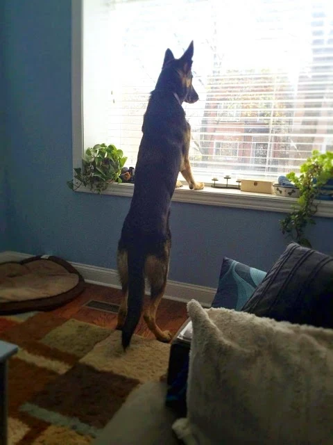 Finn standing on window sill