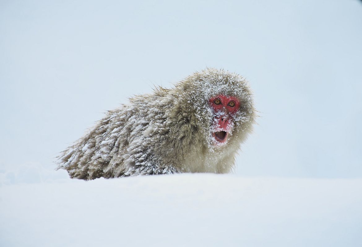31. Snow Monkey