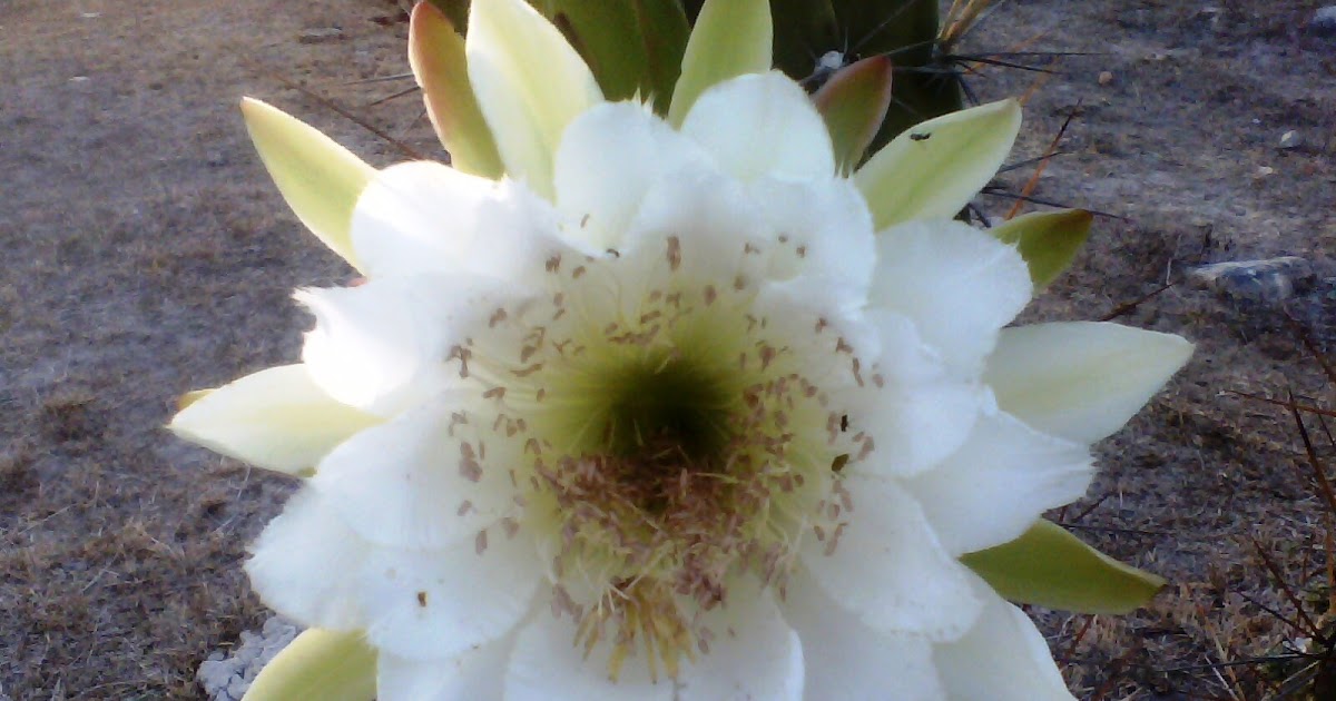 Kurare: Flor de Mandacaru